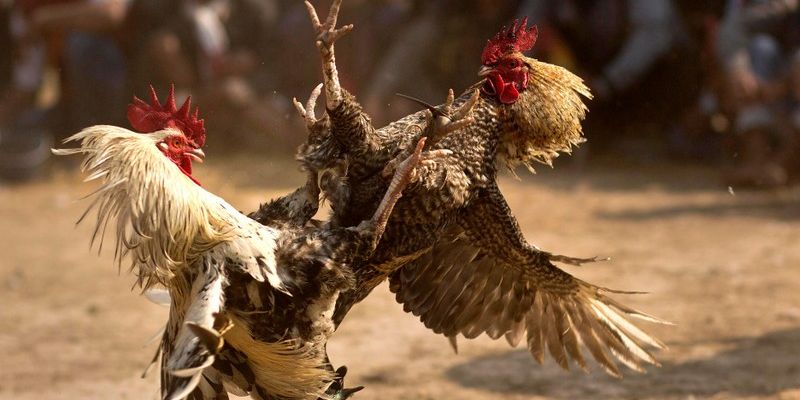 Tổng quan về Đá Gà 88VV